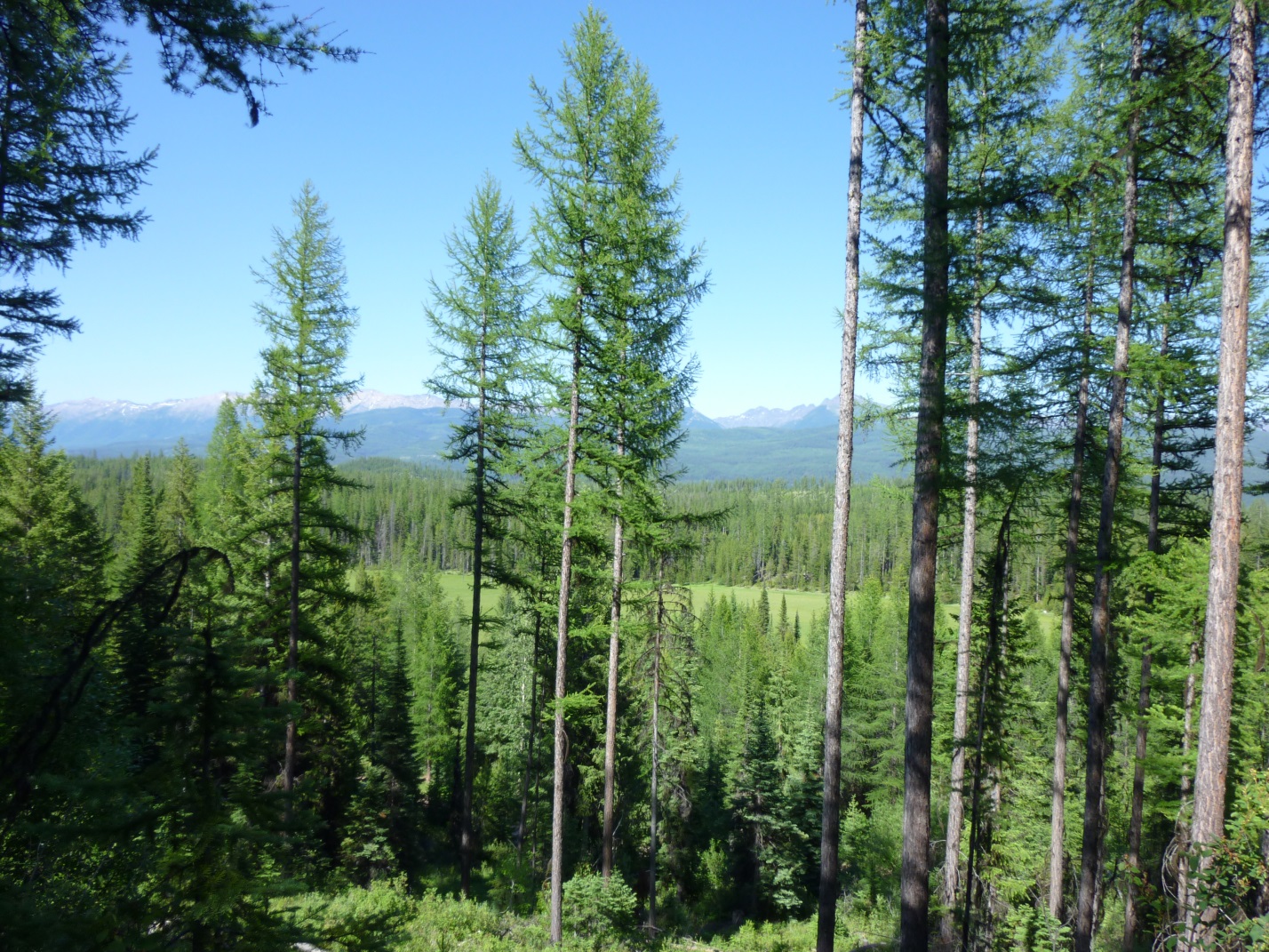 Marshall Creek Open Space Project