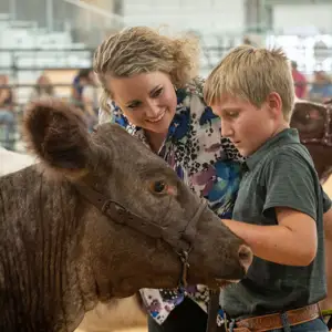 Child showing a cow during 4H at the Fair