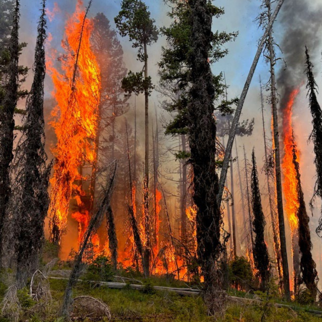 Colt wildfire in Seeley Lake, summer 2023