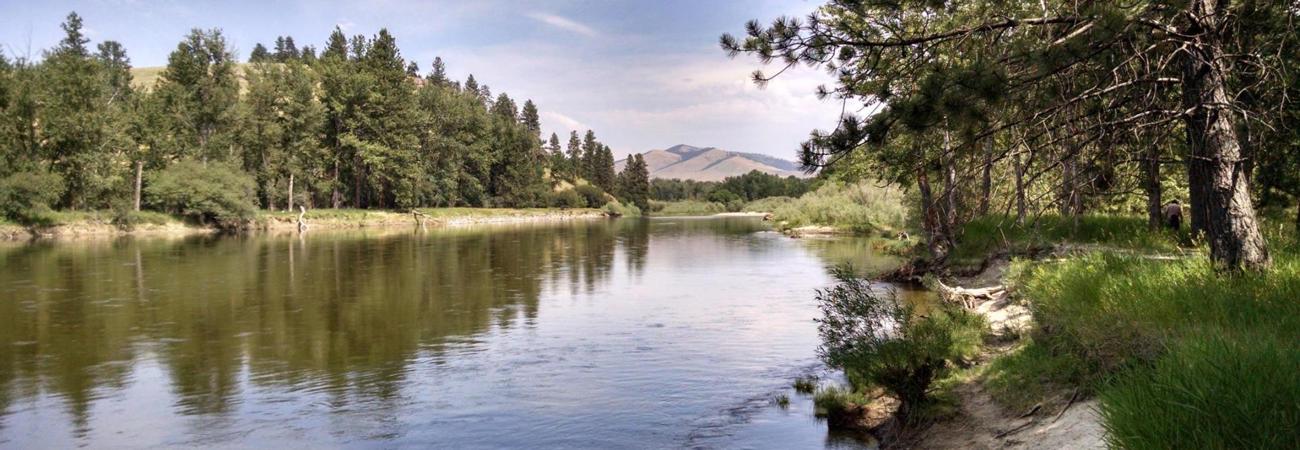 Bitterroot River at Maclay Flat Surrounded By Grass And Trees