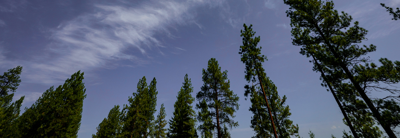 Skyline With Trees